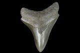 Serrated 3.11" Fossil Megalodon Tooth  - #129989-1